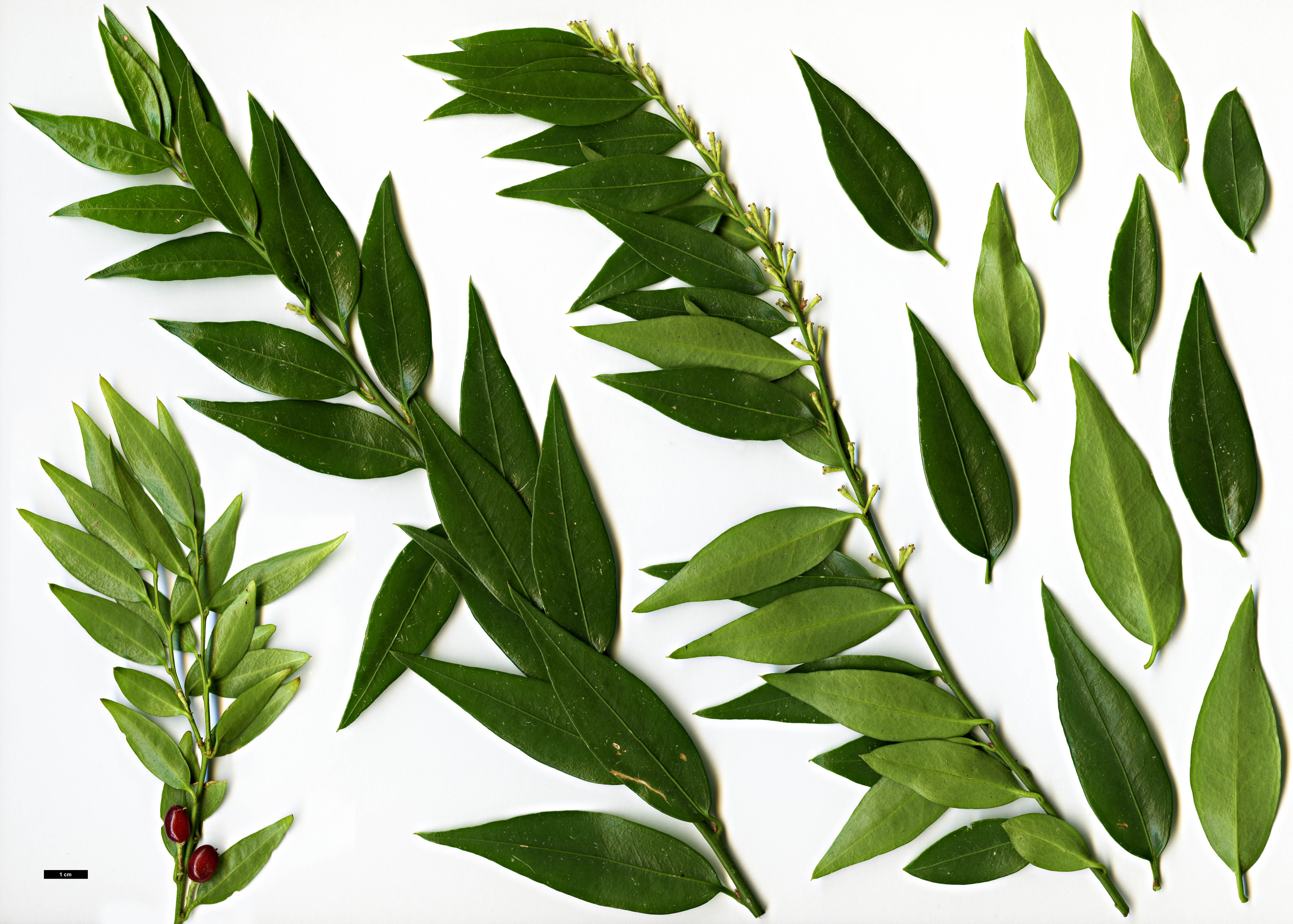 High resolution image: Family: Buxaceae - Genus: Sarcococca - Taxon: ruscifolia - SpeciesSub: var. chinensis 'Dragon Gate'